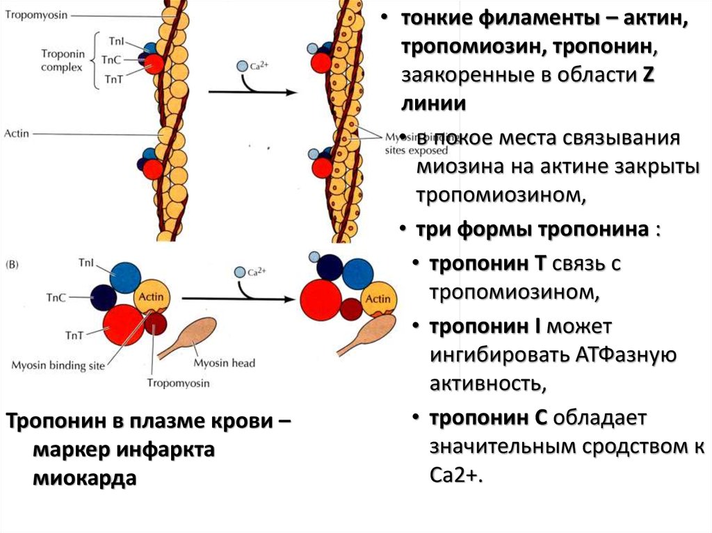 Схема межклеточной кооперации