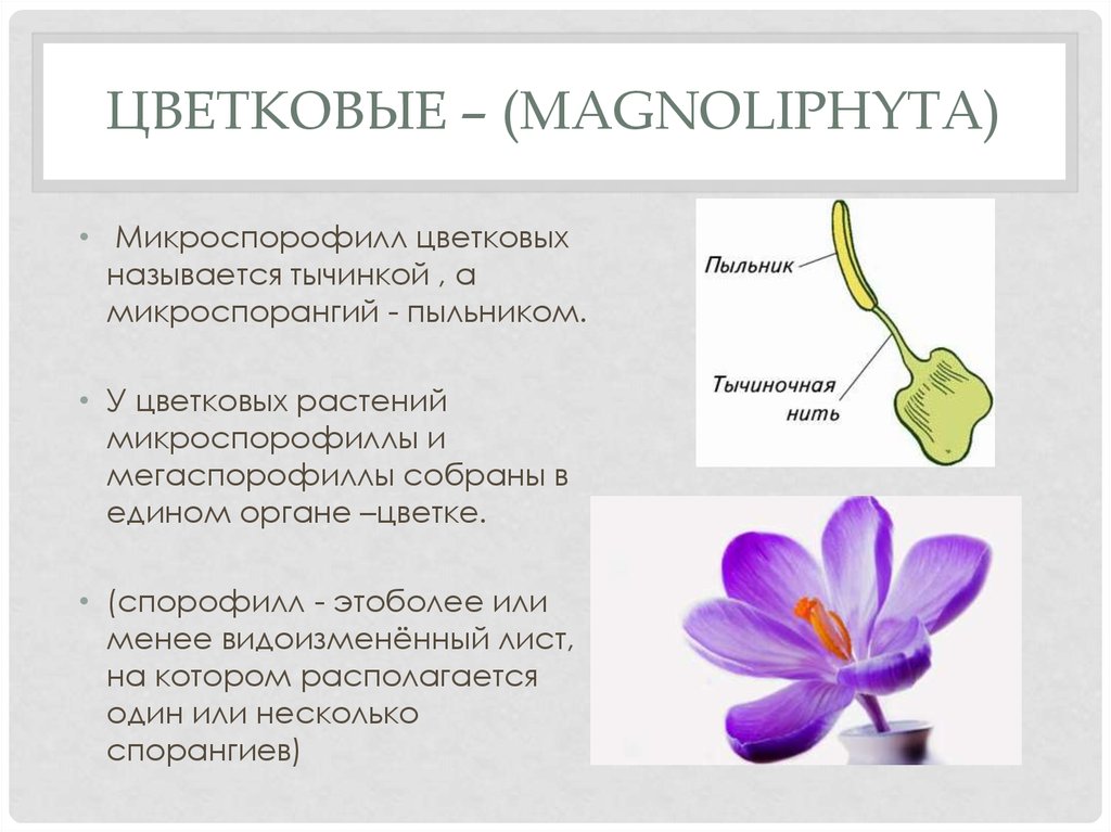 Плодолистики это. Плодолистик и мегаспорофилл растения. Микроспорангий цветковых растений это. Микроспорофилл цветковых растений это. Микроспорофилл строение.