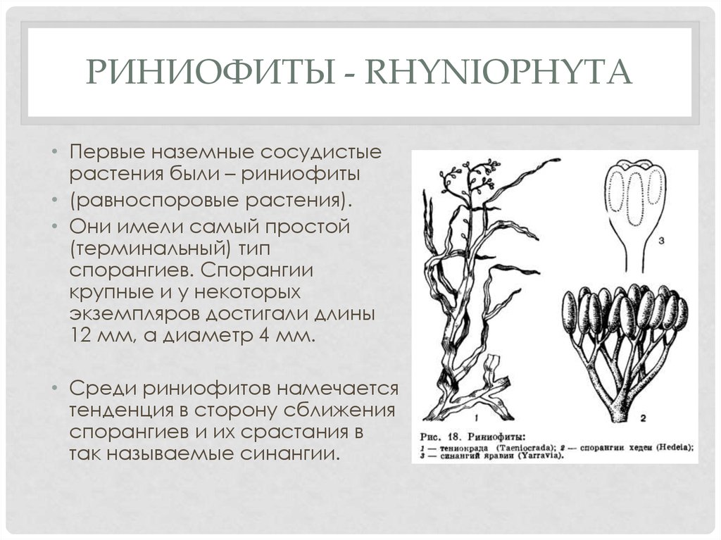 Ароморфозы риниофитов. Риниофиты первые наземные растения. Спорофит риниофита. Риниофиты переходная форма между. Риниофиты - это предок споровых растений.