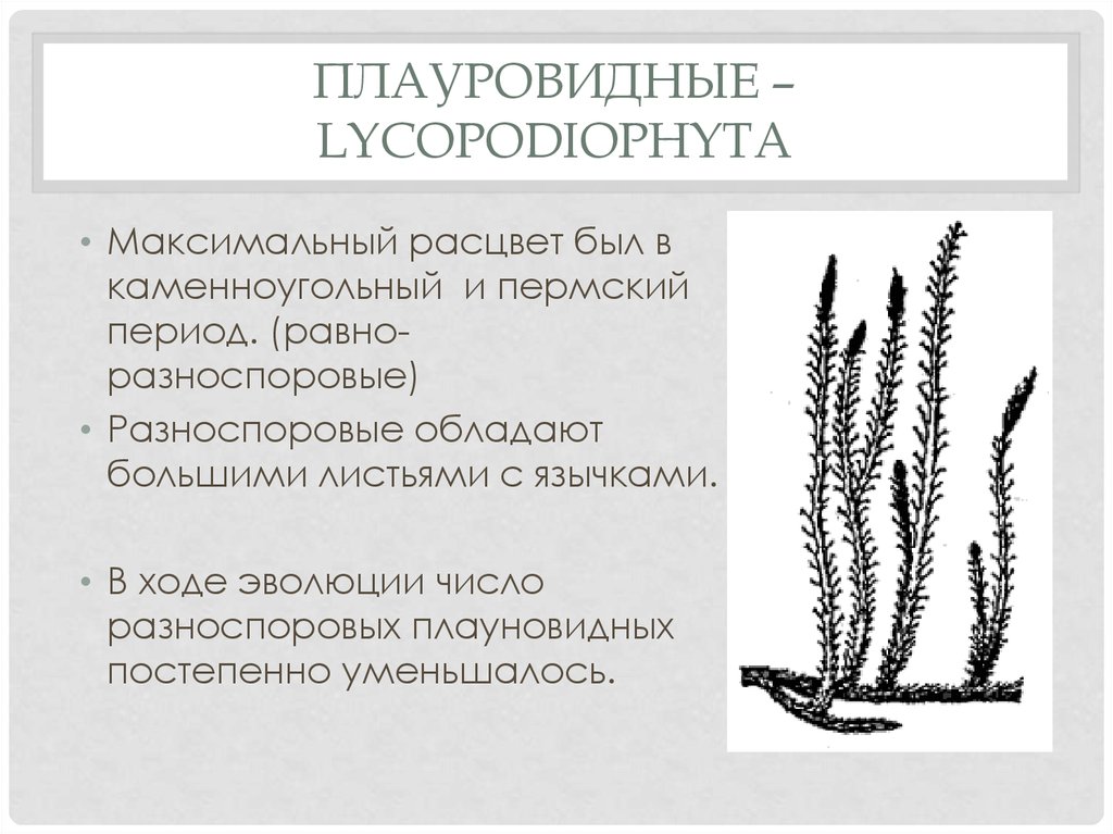 Презентация отдел плауновидные