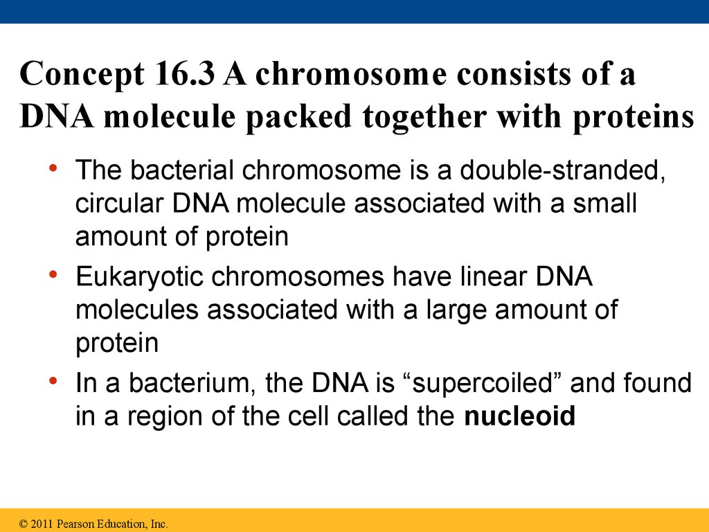 Concept 16.3 A chromosome consists of a DNA molecule packed together with proteins