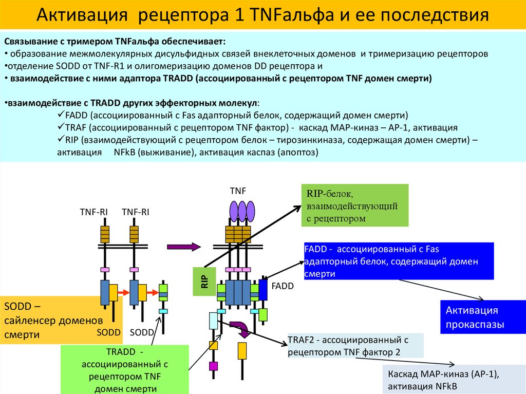 Рецепторная мембрана