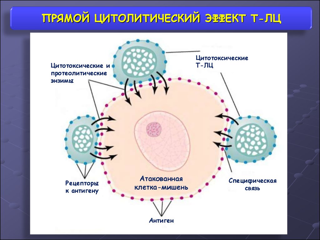 Действия лимфоцитов. Цитотоксические лимфоциты функции. Механизм цитотоксичности т лимфоцитов. Механизм цитотоксического действия т-лимфоцитов. Цитотоксические т-лимфоциты механизм действия.