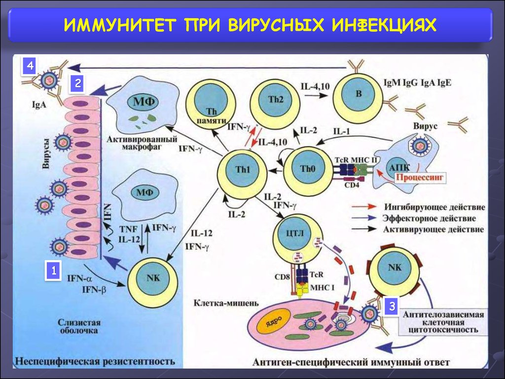 Механизм иммунитета схема