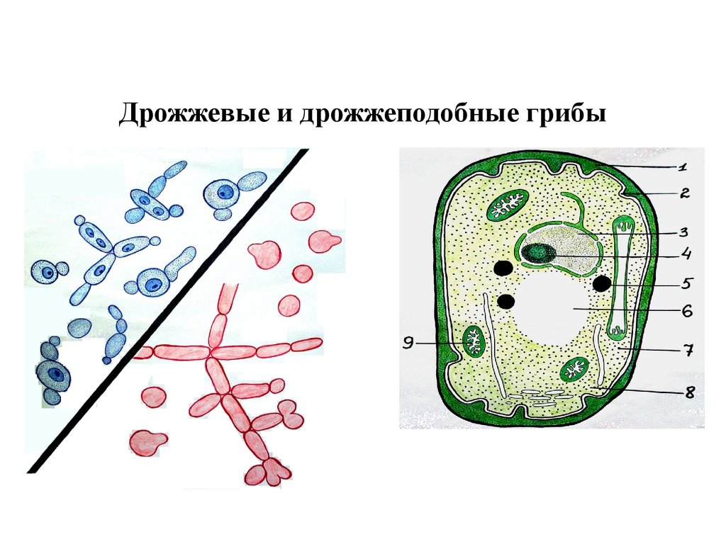 Нарисовать дрожжи грибы