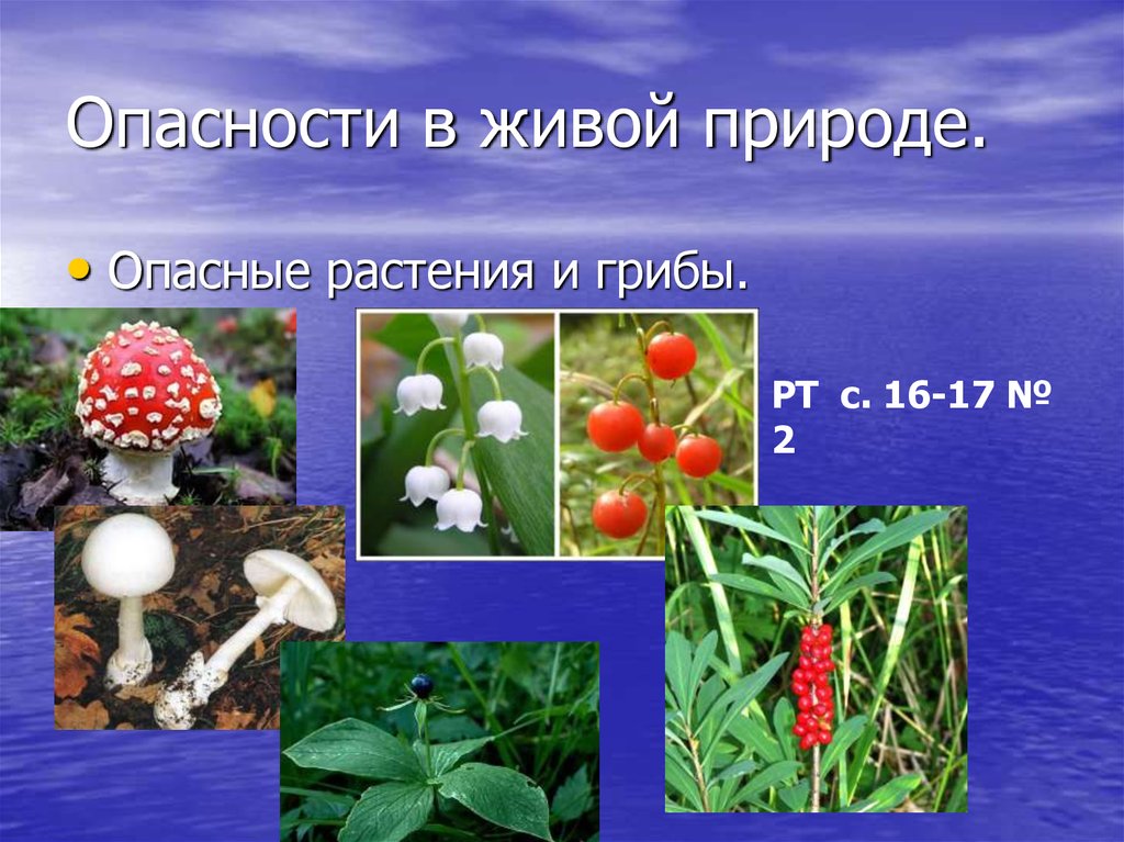 Лесные опасности для человека. Ядовитые растения. Ядовитые растения и грибы. Ядовитые растения грибы ягоды. Проект ядовитые грибы и ягоды.