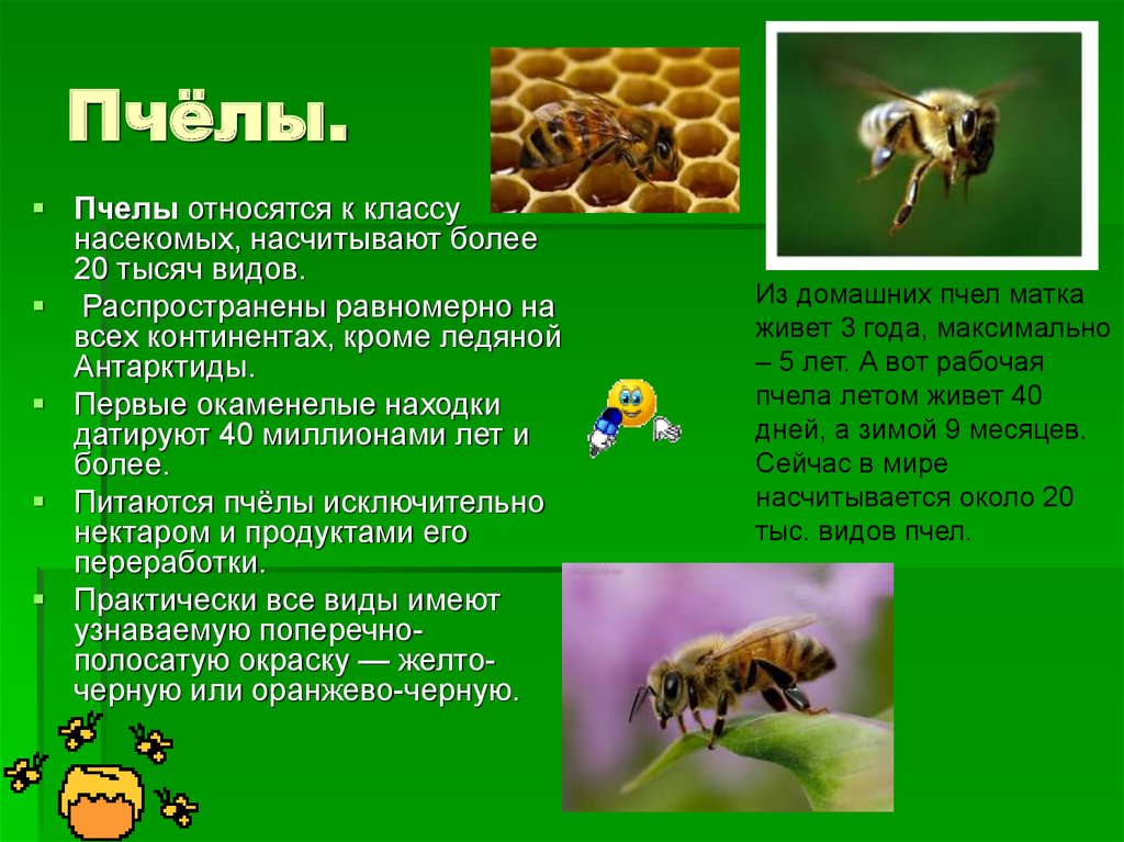 Насекомое пчела 2 класс. Краткая информация о пчелах. Рассказ о пчелах. Пчелы кратко. Пчела тема.
