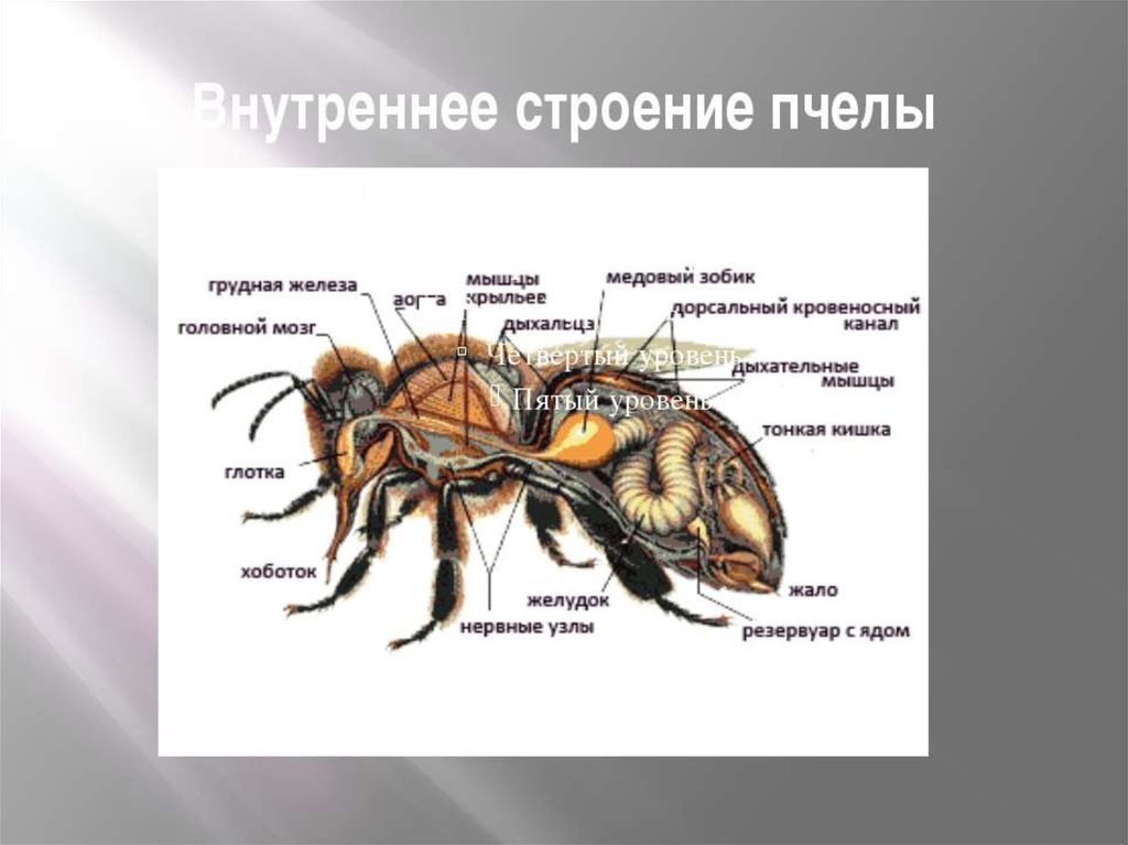 Виды перепончатых. Внутреннее строение пчелы медоносной. Внешнее строение медоносной пчелы. Внутренниестроление медоносной пчелы. Строение тела пчелы медоносной.