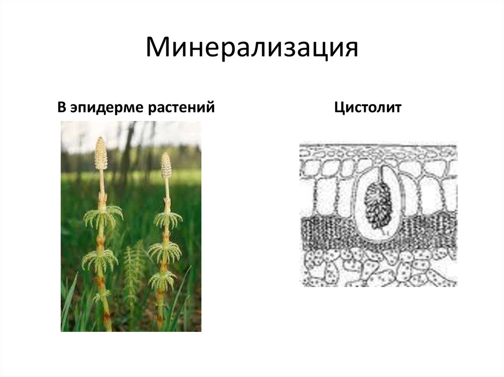 Высшие растения клетка. Минерализация клеточной стенки. Минералищауия клеточный стенки. Минерализация растений. Цистолиты.