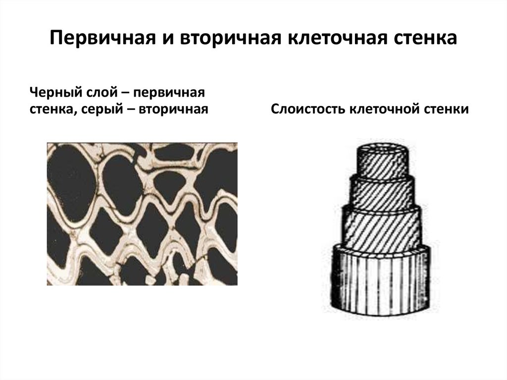 Первичные клетки. Первичная и вторичная клеточная стенка растений. Вторичная клеточная стенка растений. Строение вторичной клеточной стенки. Клеточная стенка растительной клетки первичная и вторичная.