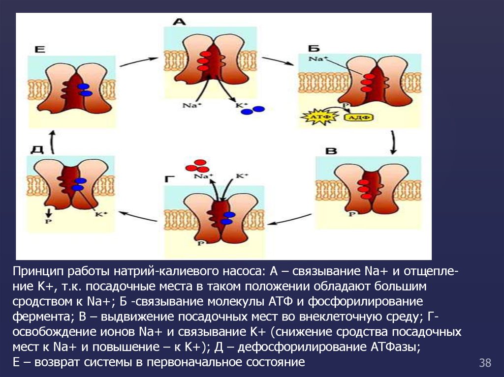 Натрий калиевый насос. Натрий калиевый насос принцип работы. Принцип работы натриево-калиевого насоса. Работа натрий калиевого насоса. Этапы работы натрий калиевого насоса.