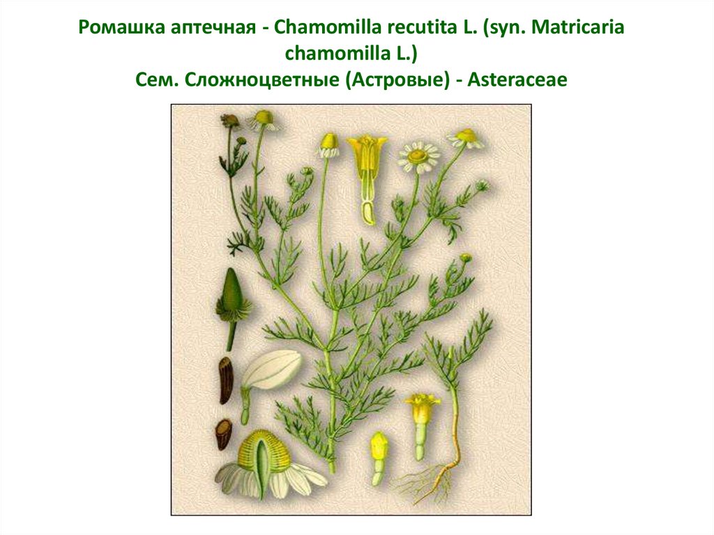 Ромашка аптечная - Chamomilla recutita L. (syn. Matricaria chamomilla L.) Сем. Сложноцветные (Астровые) - Asteraceae