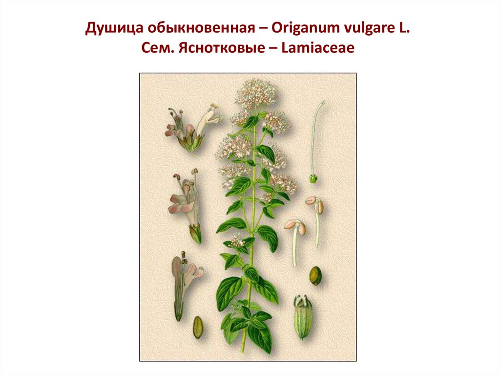 Душица обыкновенная – Origanum vulgare L. Сем. Яснотковые – Lamiaceae