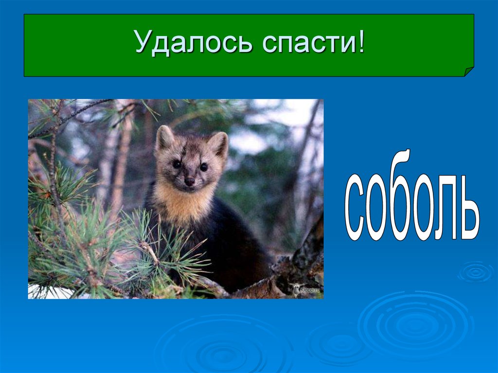 Охрана животных 3 класс. Окр мир 3 класс охрана животных. Соболь зверек окружающий мир 3. Соболь окружающий мир 3 класс. Презентация Соболь окружающий мир 3 класс.