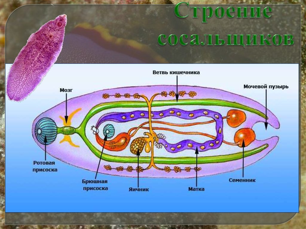 Пищеварительная система сосальщиков. Строение сосальщика. Представили сосальщиков. Сосальщики представители. Представители сосальщики плоские.