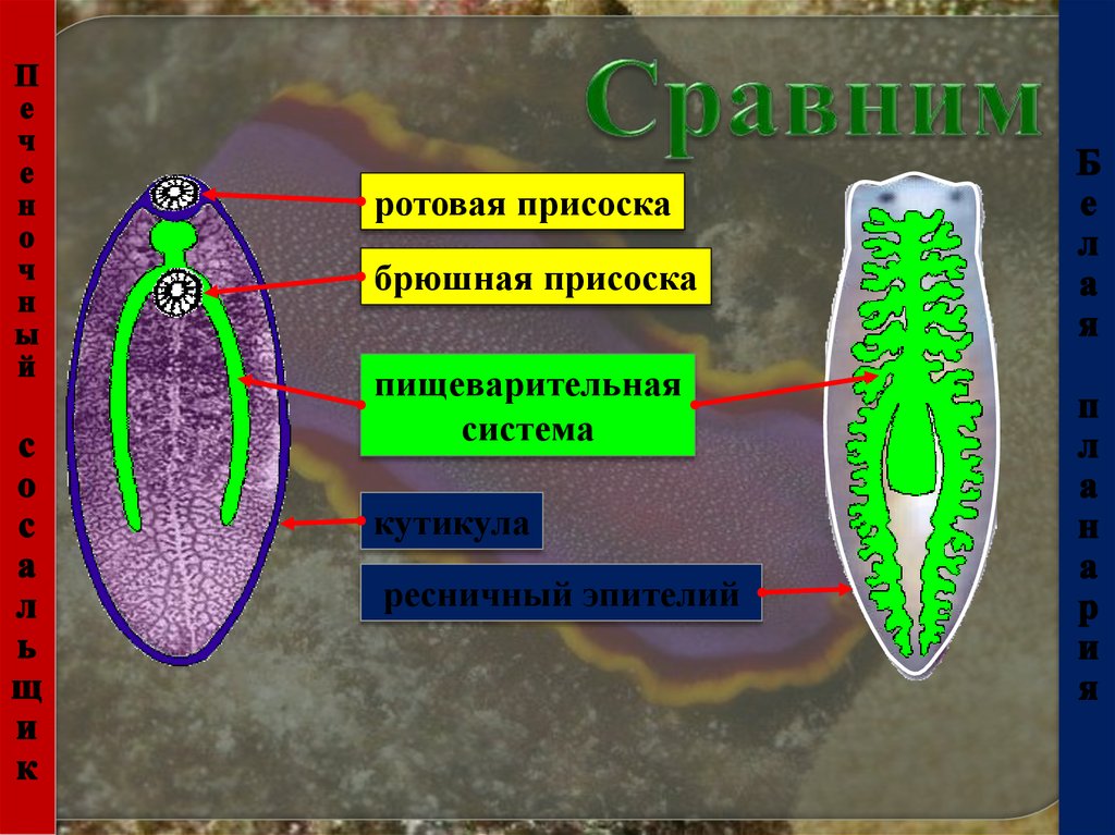 Образ жизни планарии. Кутикула плоских червей. Кутикулаплоские червей. У плоских червей есть кутикула. Кутикула у плоских червей червей.