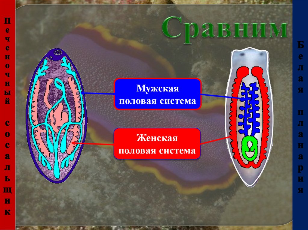 Белая планария печеночный сосальщик. Планария и печеночный сосальщик. Белая планария и печеночный сосальщик. Половая система простейших. Сравнение планарии и печеночного сосальщика.