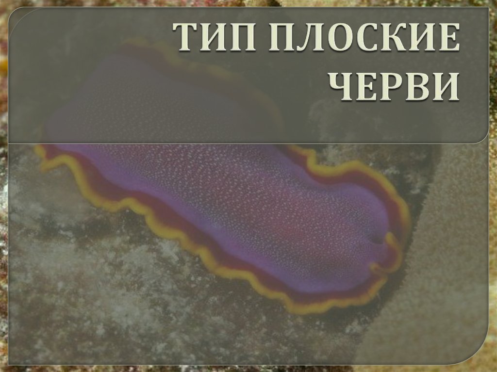 ТИП ПЛОСКИЕ ЧЕРВИ