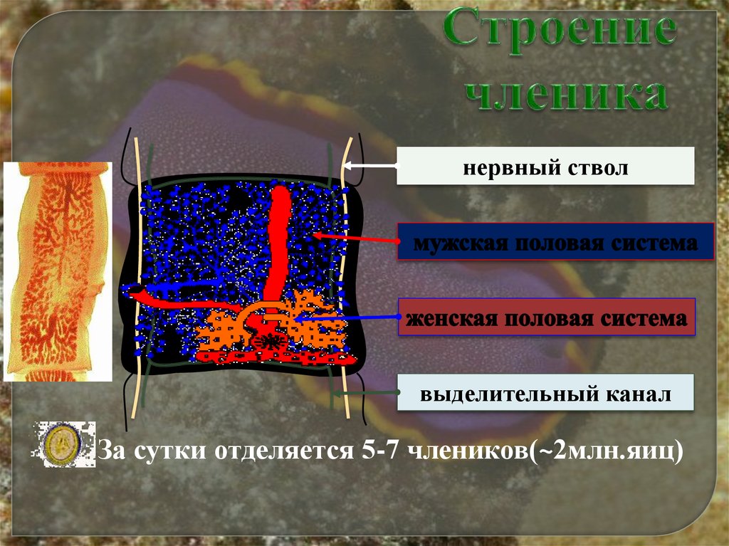 Найдите членики отделяющиеся друг от друга насечками. Строение членика. Картинку мужского членика. Найдите членики отделяющиеся.