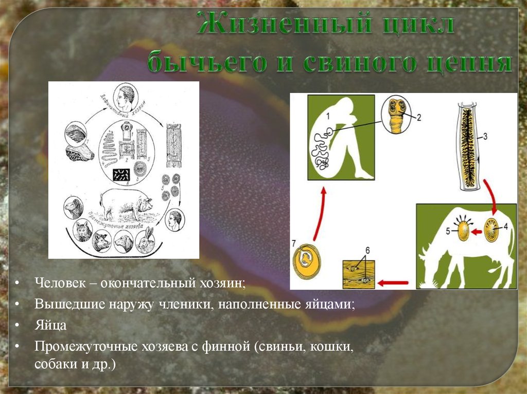 Промежуточный хозяин. Промежуточный и окончательный хозяин свиного цепня. Окончательный хозяин у бычьего и свиного цепня. Свиной цепень промежуточный хозяин и окончательный хозяин. Промежуточный хозяин свиного цепня.