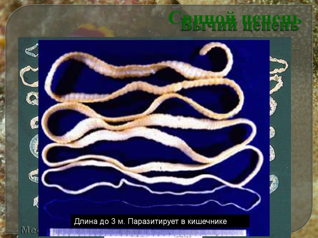 Бычий цепень