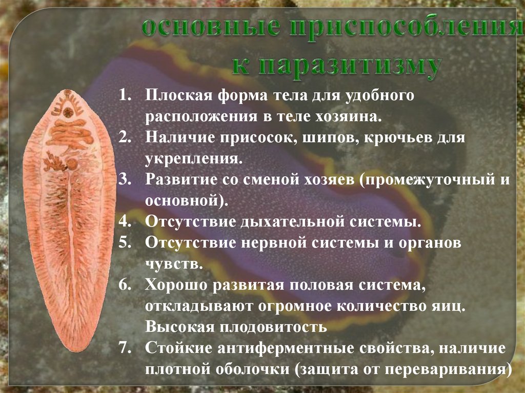 Изучение приспособлений червей к паразитизму. Приспособления плоских червей к паразитическому образу. Паразитические плоские черви приспособления. Приспособления паразитических плоских червей. Приспособление к паразитизму у червей паразитов.