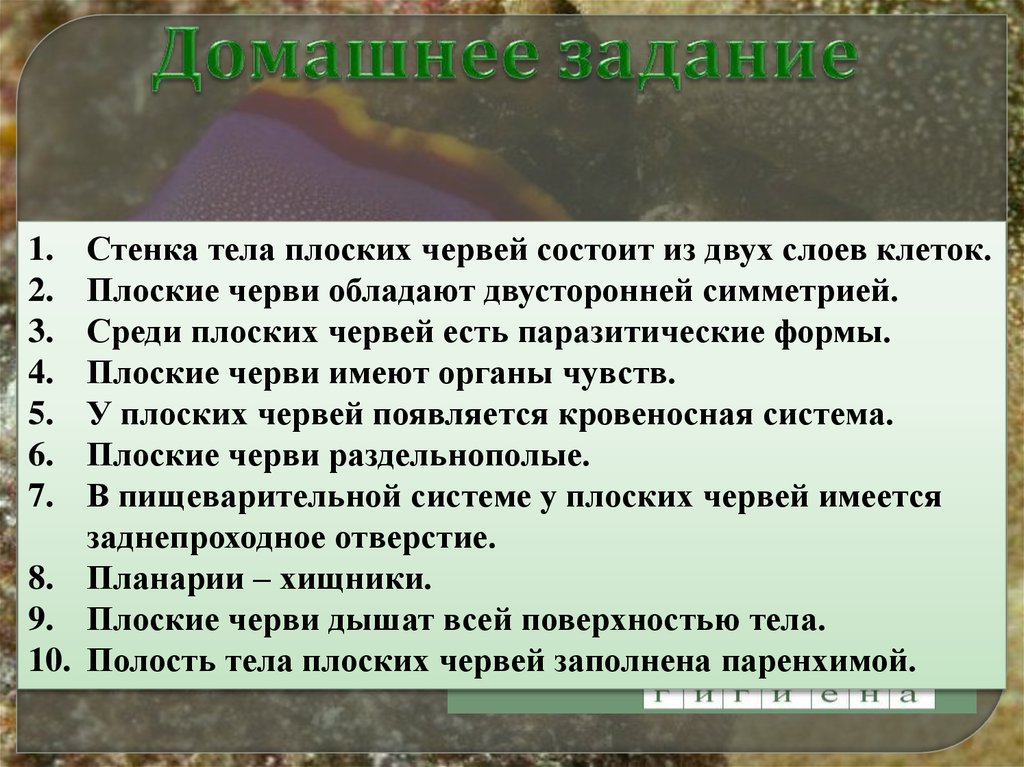 Самостоятельная работа плоские черви 8 класс. Стенка тела плоских червей состоит из 2 слоев клеток. Стентатела плоских червей. Плоские черви вариант 1. Стенка тела плоских червей.