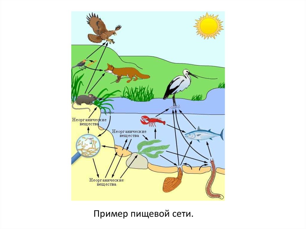 Модели изображения связей. Взаимосвязи в природе. Примеры связей в природе. Взаимосвязь в природе примеры. Невидимые нити впприроде.