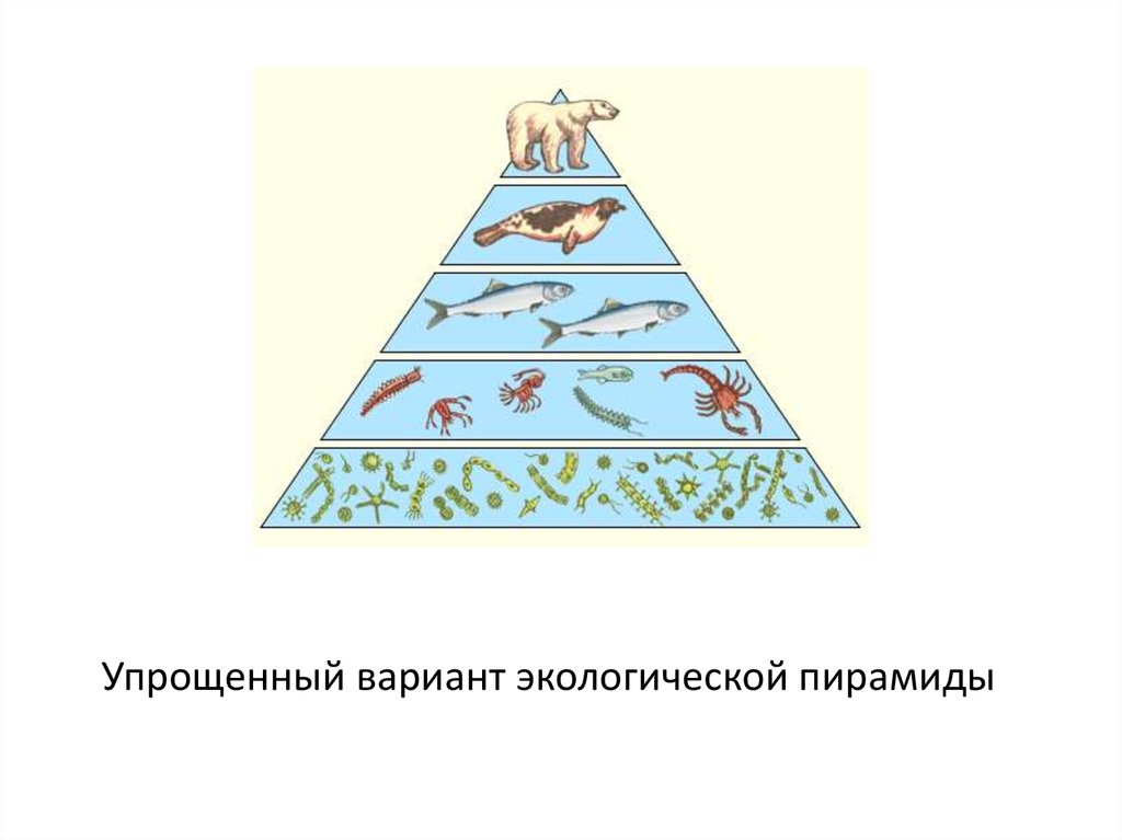 Используя рисунок определите экологическую пирамиду водной экосистемы конс 3