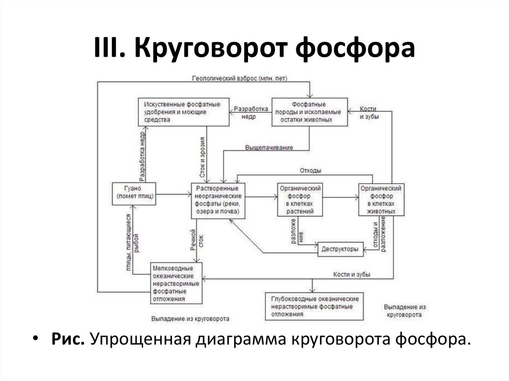 Нарисовать круговорот фосфора