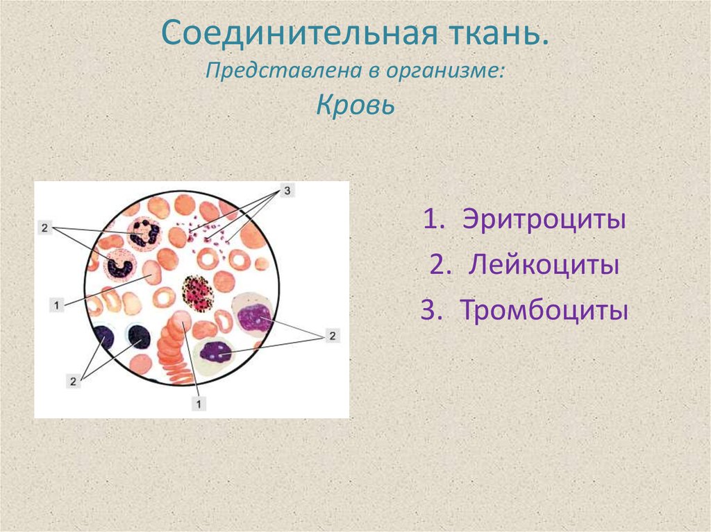 Кровь рисунок ткани