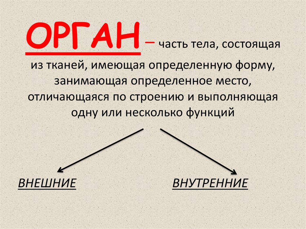 Орган это имеющая определенную форму строение