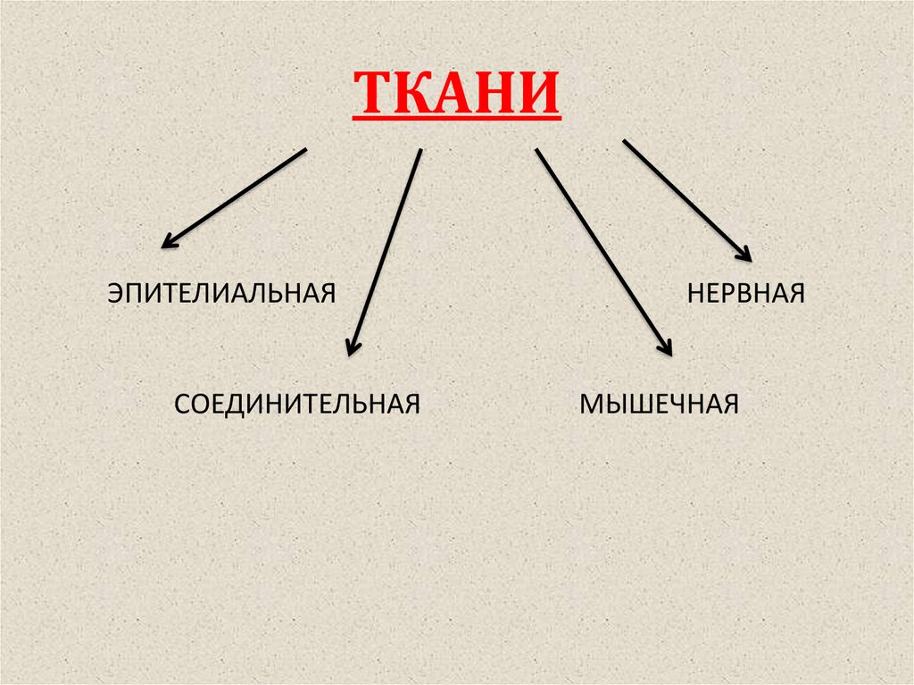 Эпителиальная соединительная мышечная