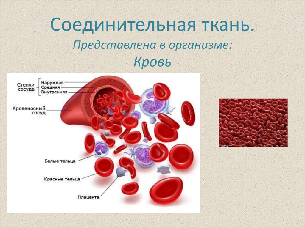 Соединительная ткань в организме. Соединительная ткань кровь человека. Кровь соединительная ткань строение. Кровь Тип соединительной ткани. Кровеносная соединительная ткань.