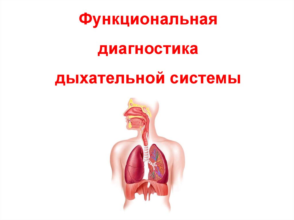 Дыхательная диагностика. Развитие дыхательной системы. Развиваем дыхательную систему. Формирование дыхательной системы. Функциональная диагностика дыхательной системы.