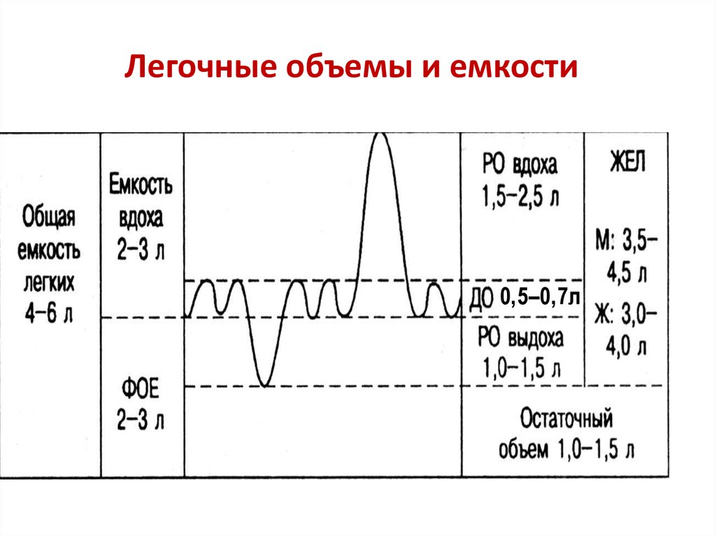 Легочные объемы схема