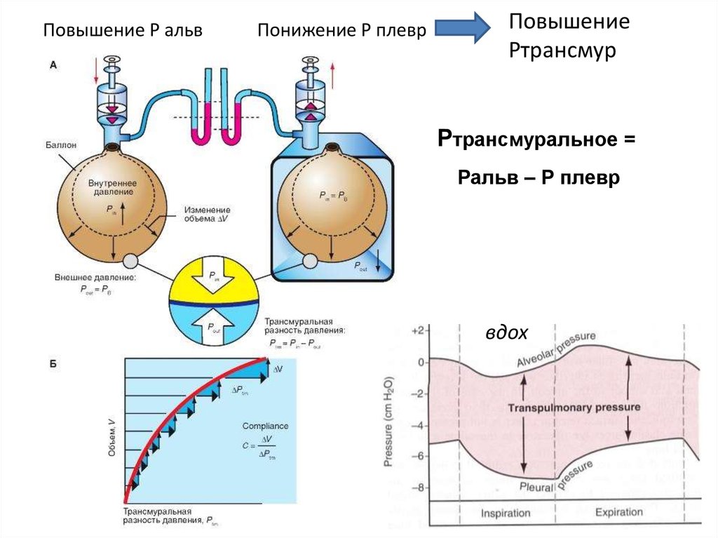 Функциональные возможности дыхательной системы как показатель здоровья презентация 8 класс колесов