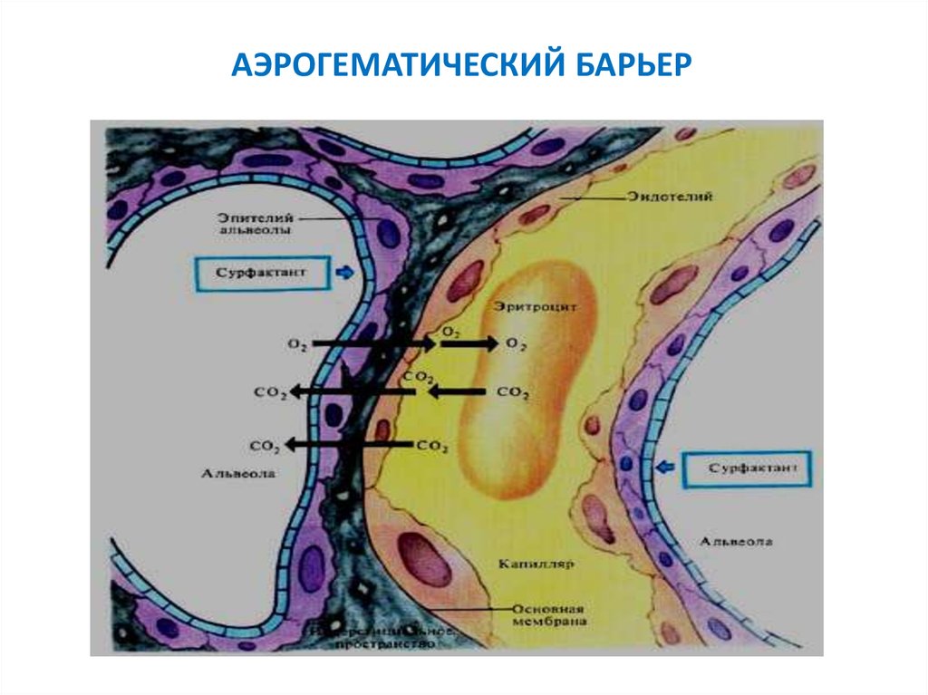 Схема строения аэрогематического барьера