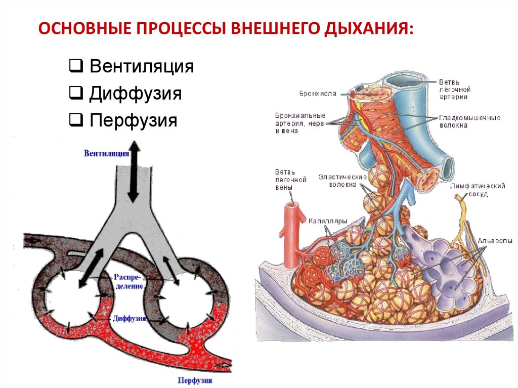 Дыхание диагностика