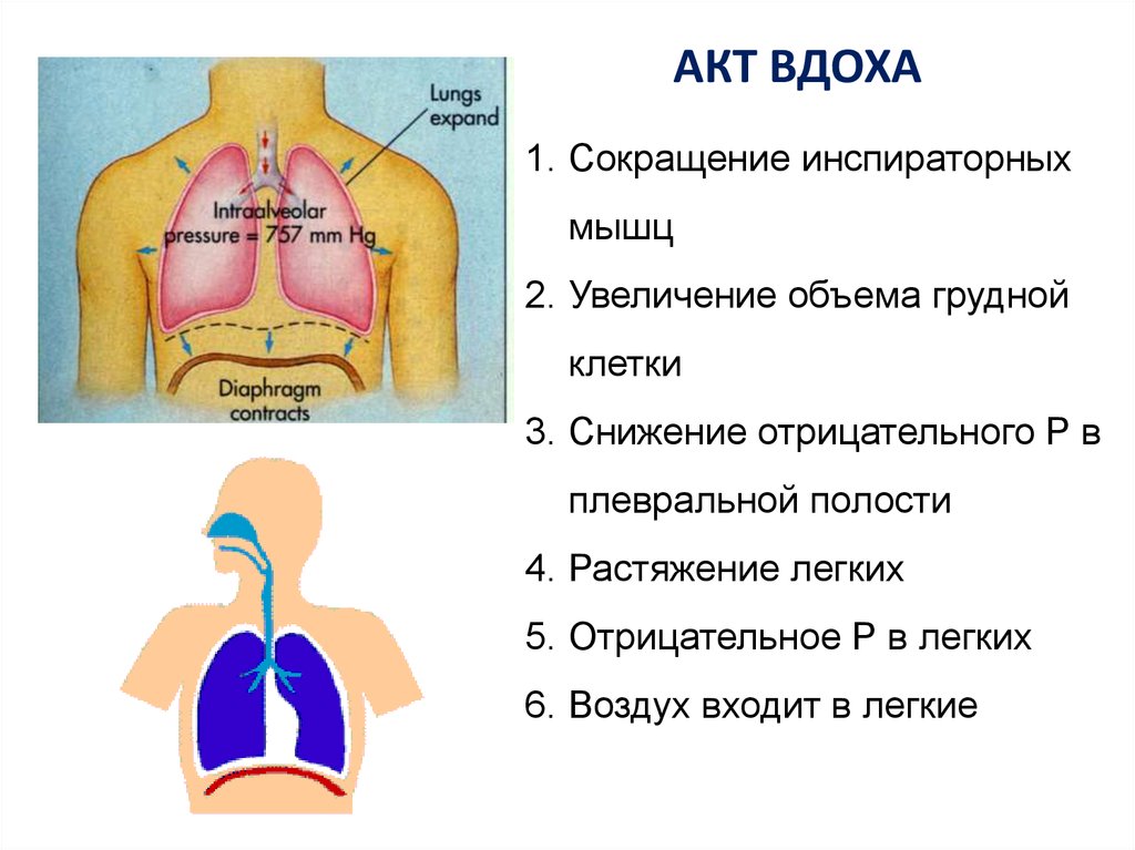 Акт дыхания