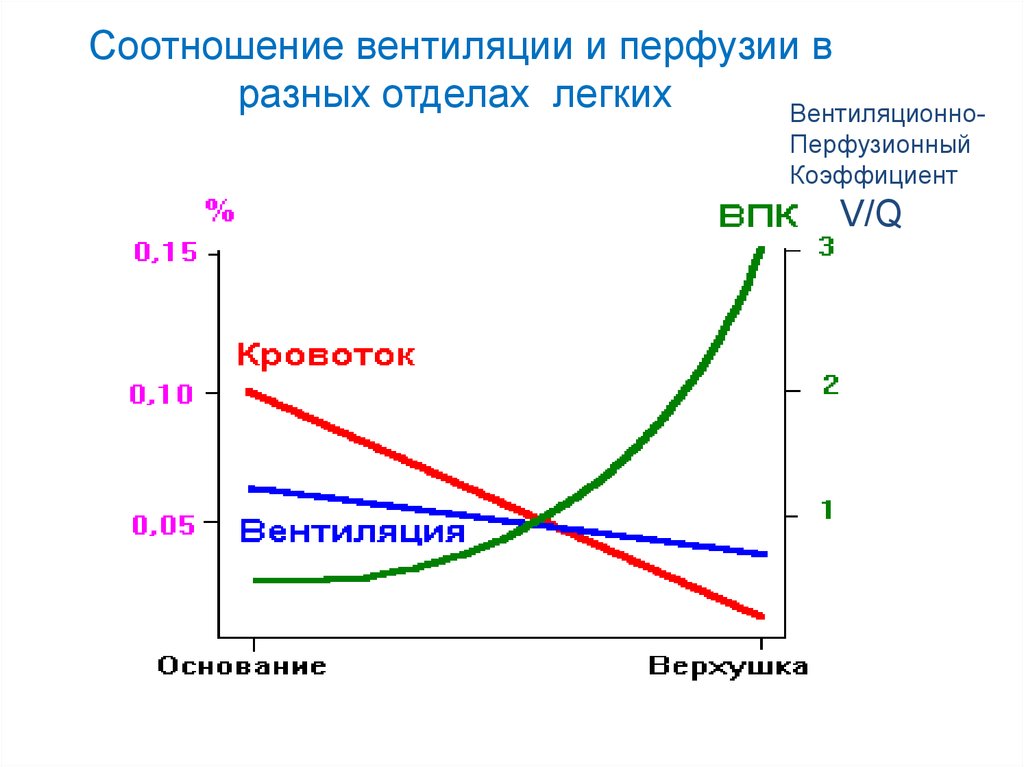 Соотношение вентиляции и перфузии в легких