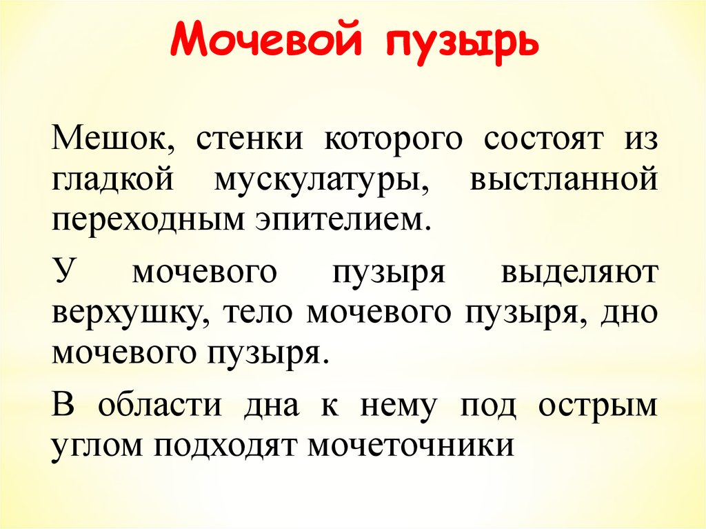 Мочевой пузырь