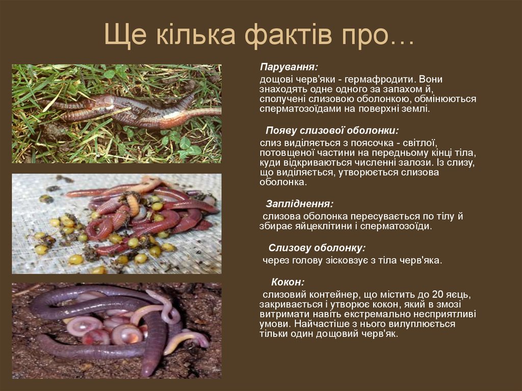 Ще кілька фактів про…