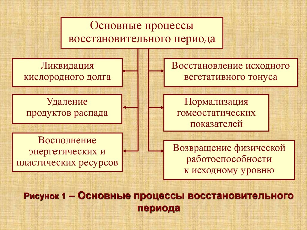 Общая процедура. Физиологическая характеристика восстановительных процессов. Восстановительные процессы физиология. Физиологические закономерности восстановительных процессов. Особенности физиологического процесса восстановления:.