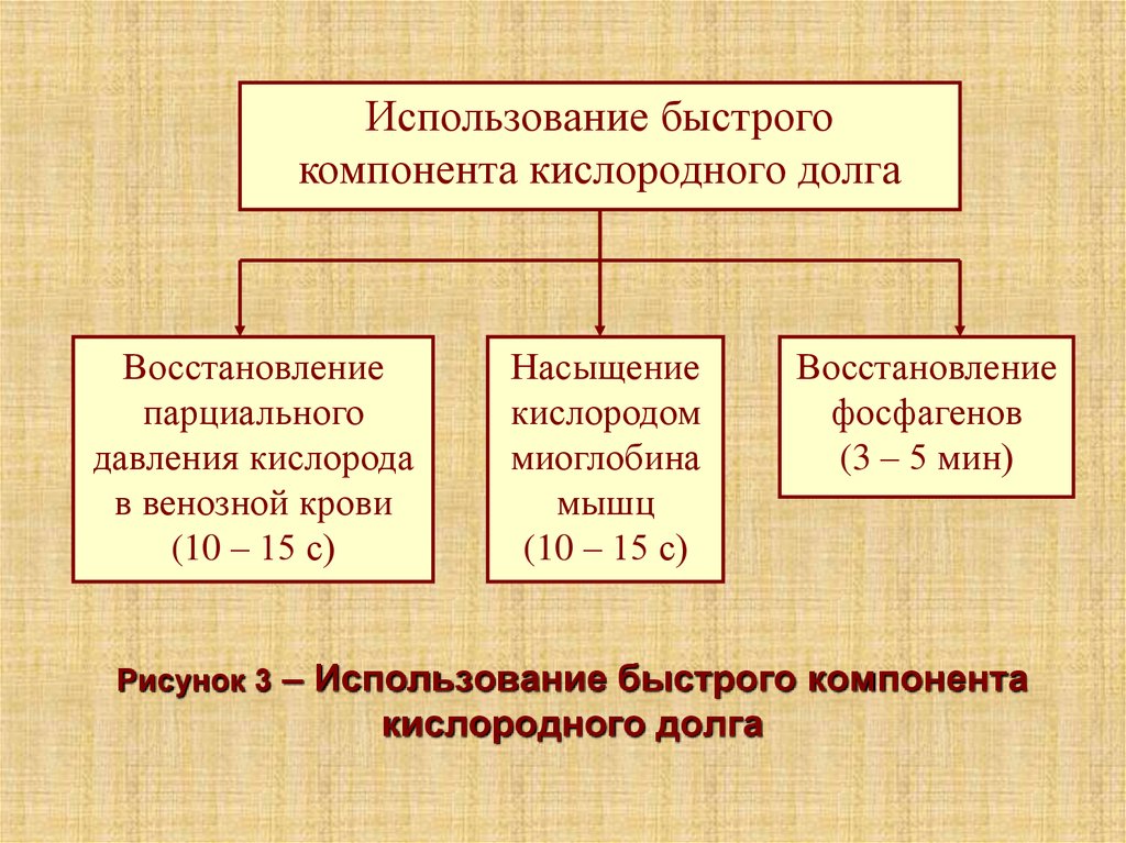 Долгом называют. Выделяют два компонента кислородного долга. Назовите компоненты кислородного долга. Фазы кислородного долга. Алактатный компонент кислородного долга.