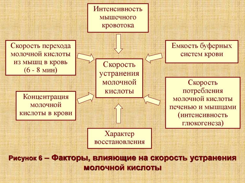 Физиологический процесс восстановления