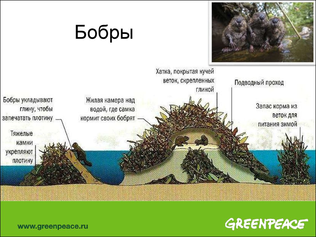 Бобровая хатка план