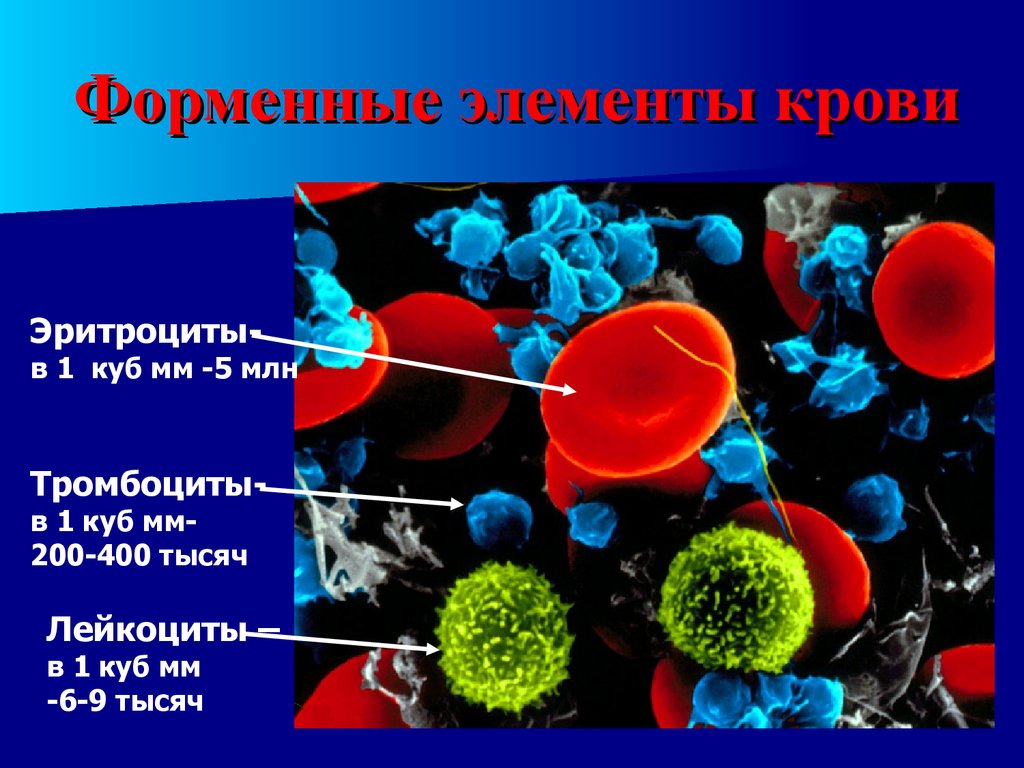 Форменные элементы. Строение и функции эритроцитов лейкоцитов тромбоцитов. Клетки лейкоциты эритроциты тромбоциты. Эритроциты лейкоциты тромбоциты. Форменные элементы крови эритроциты.