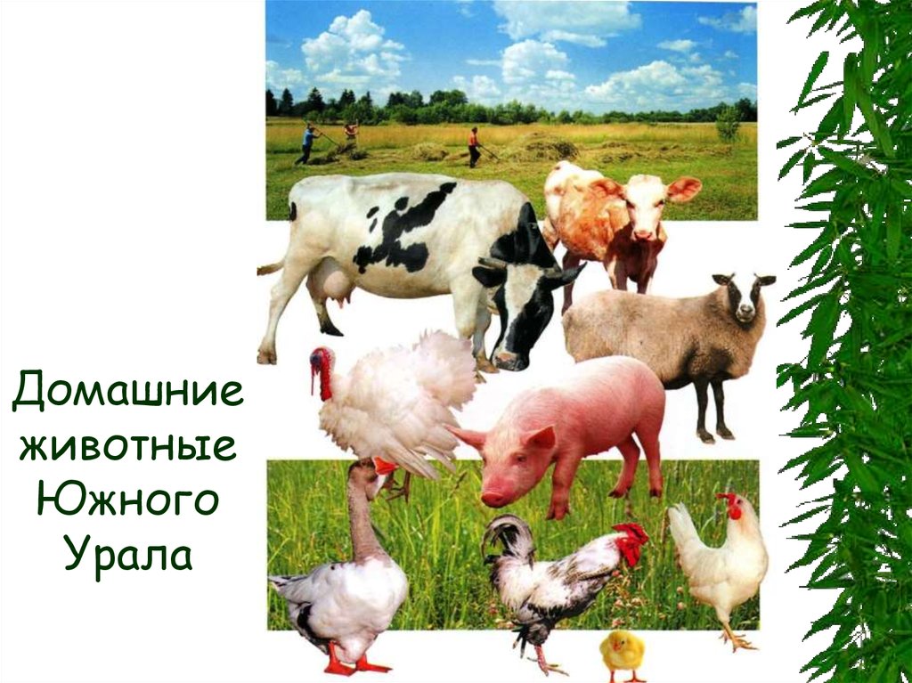 Домашние животные Южного Урала