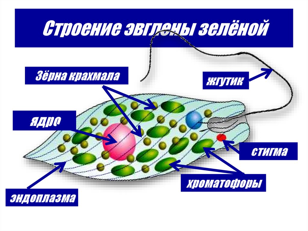 Эвглена зеленая какое питание. Строение жгутика эвглены. Эвглена зеленая фотосинтез. Питание эвглены зеленой. Эвглена зеленая строение.